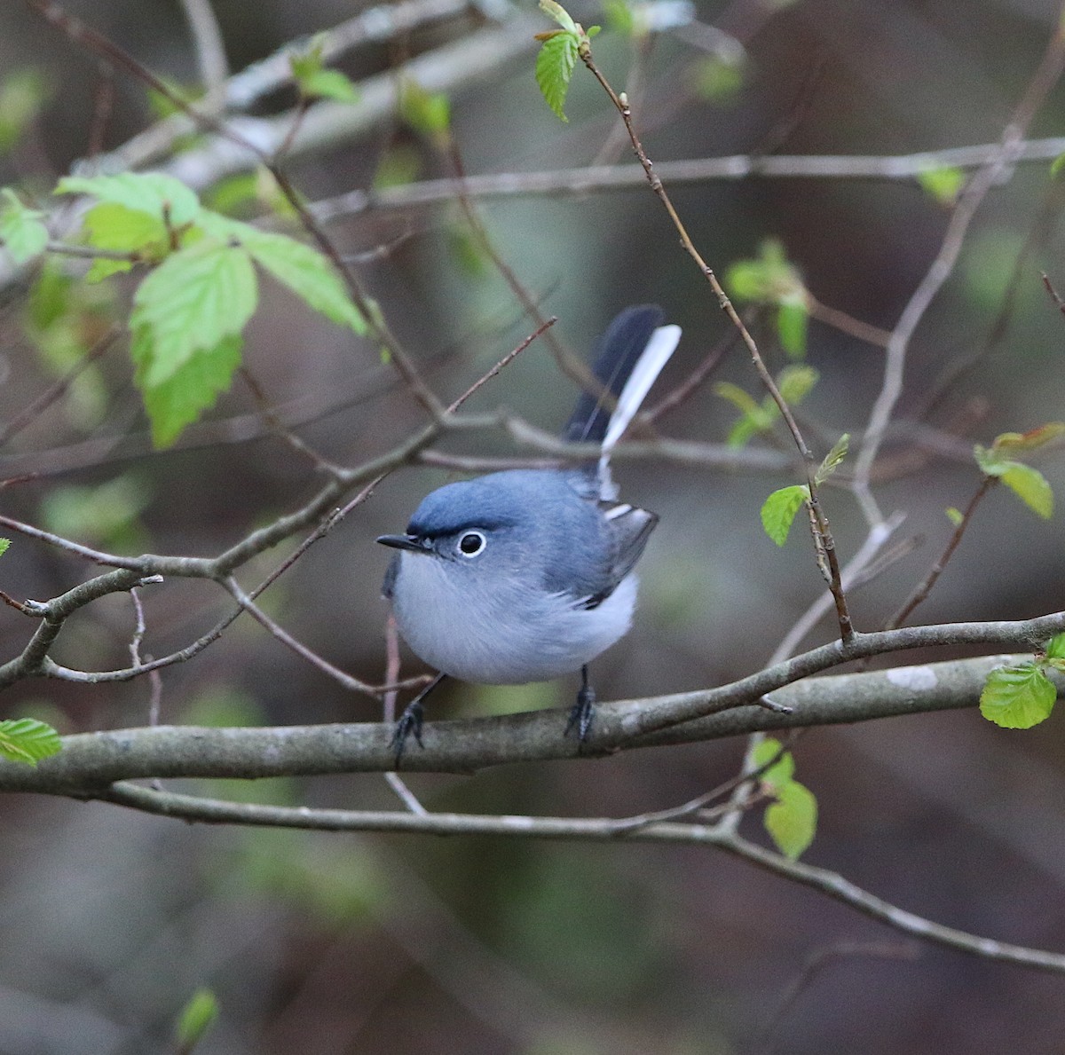 Blue-gray Gnatcatcher - ML217787651