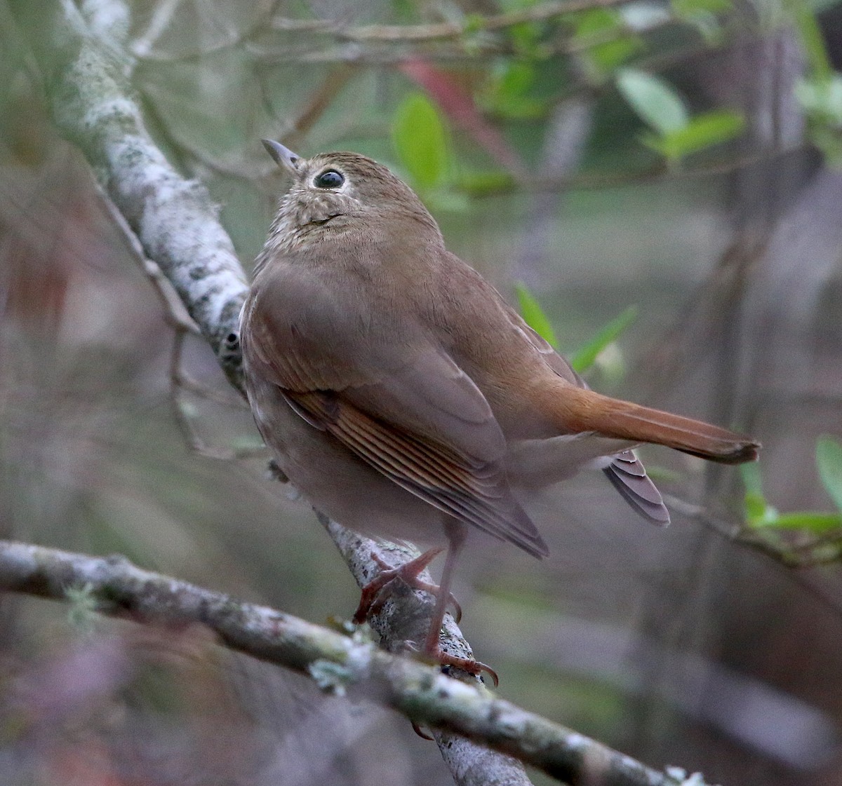 Hermit Thrush - ML217787721