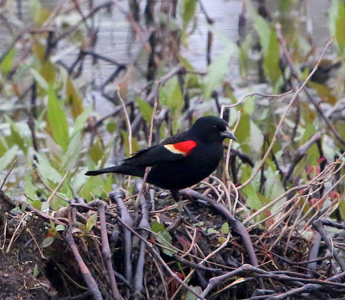 Red-winged Blackbird - ML217787811