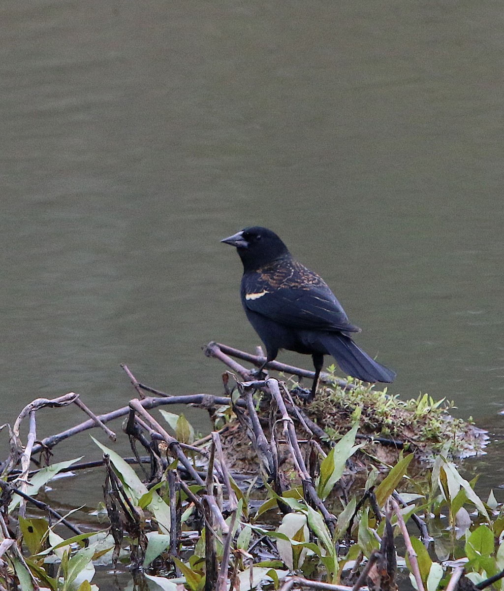 Red-winged Blackbird - ML217787861