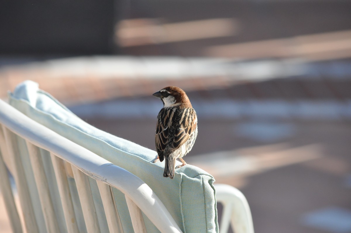 Spanish Sparrow - ML217788211
