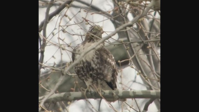 Red-tailed Hawk - ML217788981