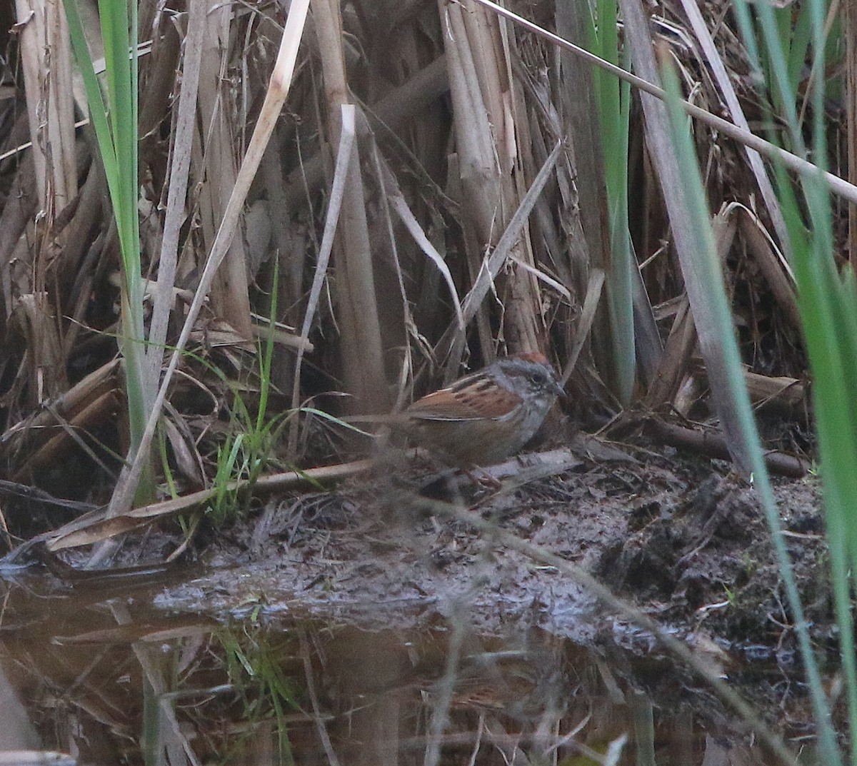 Swamp Sparrow - ML217789231