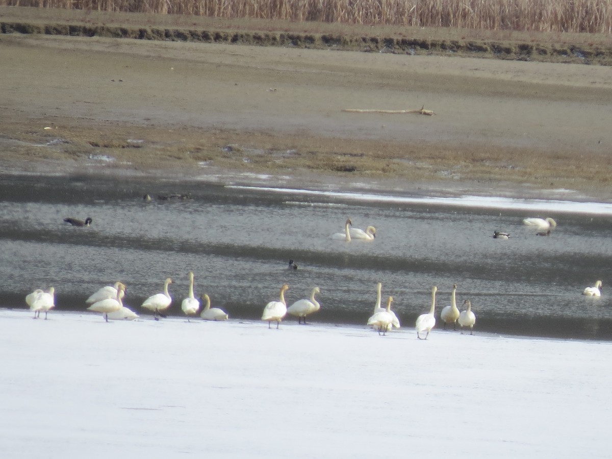 Trumpeter/Tundra Swan - ML217791751