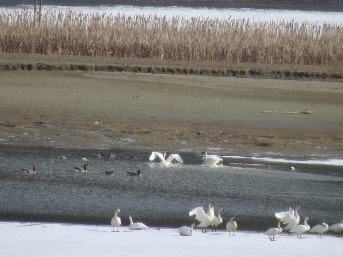 Trumpeter/Tundra Swan - ML217791761