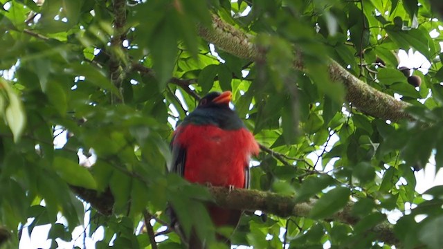 Slaty-tailed Trogon - ML217792301