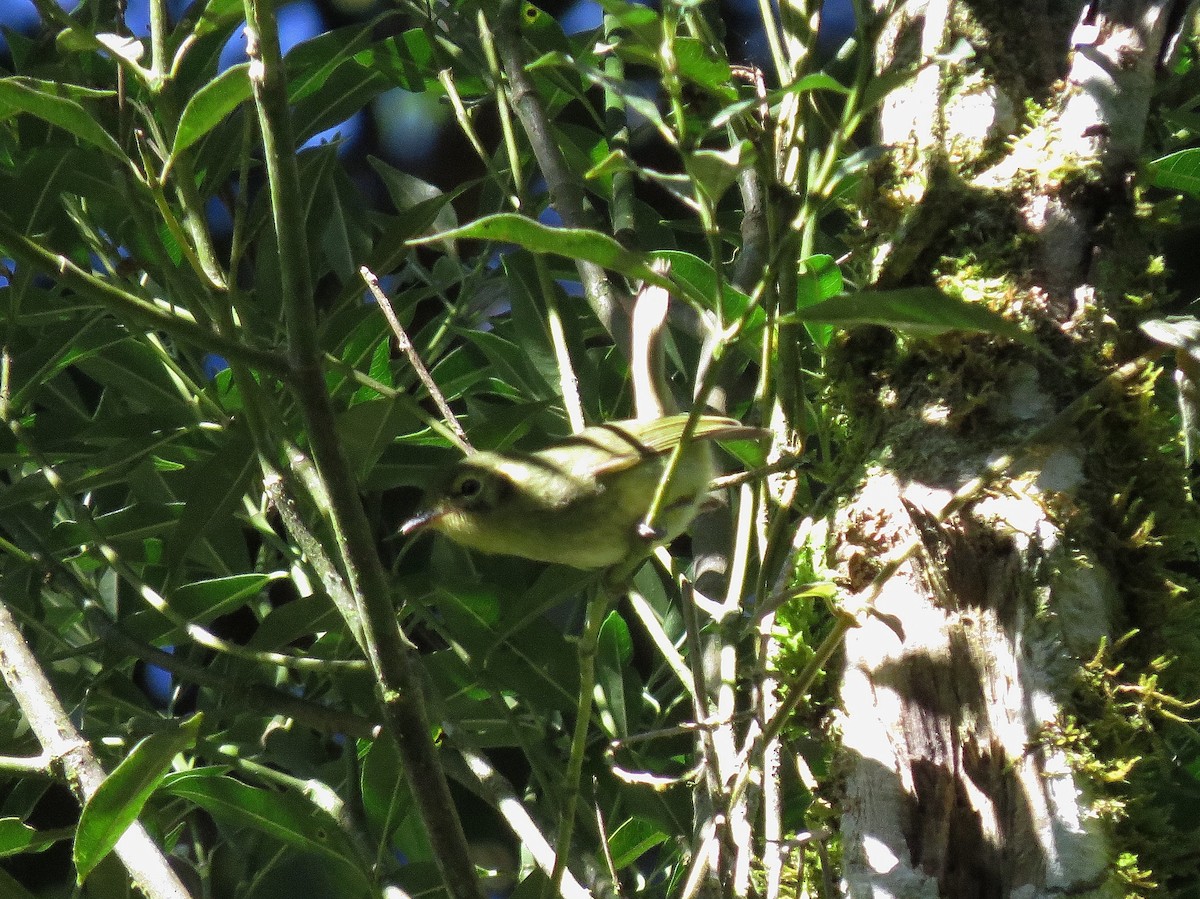 Oustalet's Tyrannulet - ML217796621