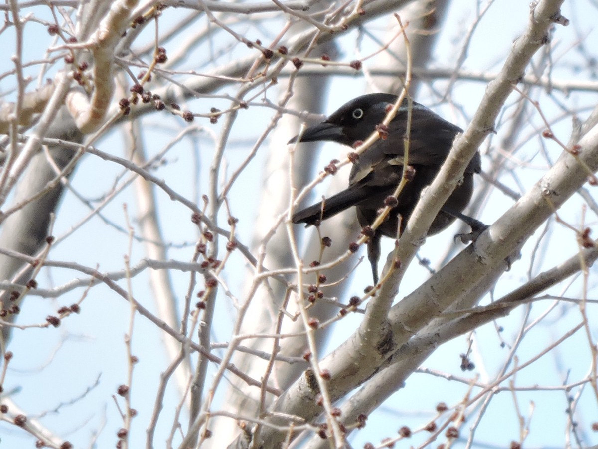 Common Grackle - ML217798441