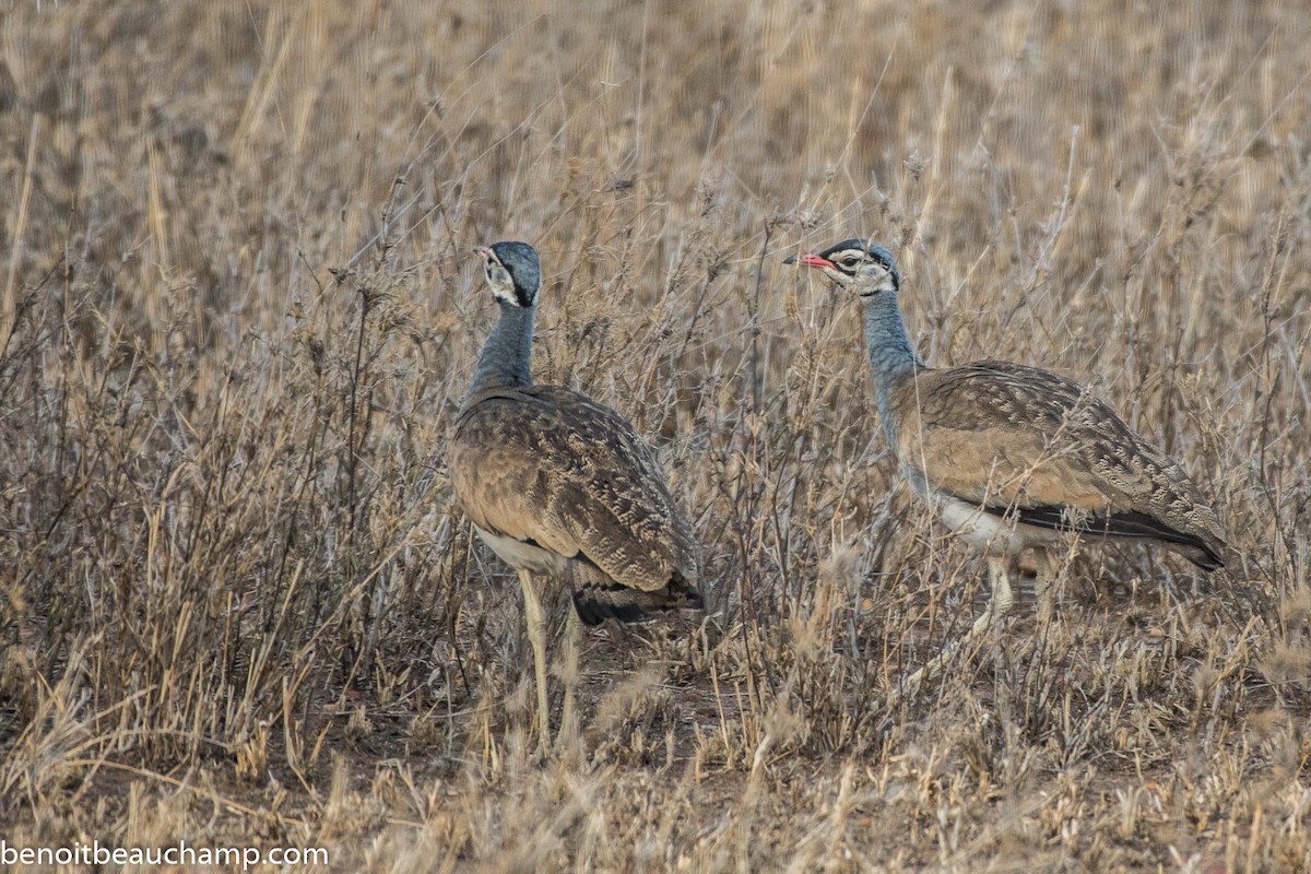 White-bellied Bustard - Benoit Beauchamp