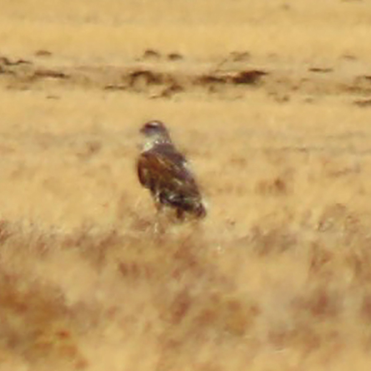 Ferruginous Hawk - ML217801961