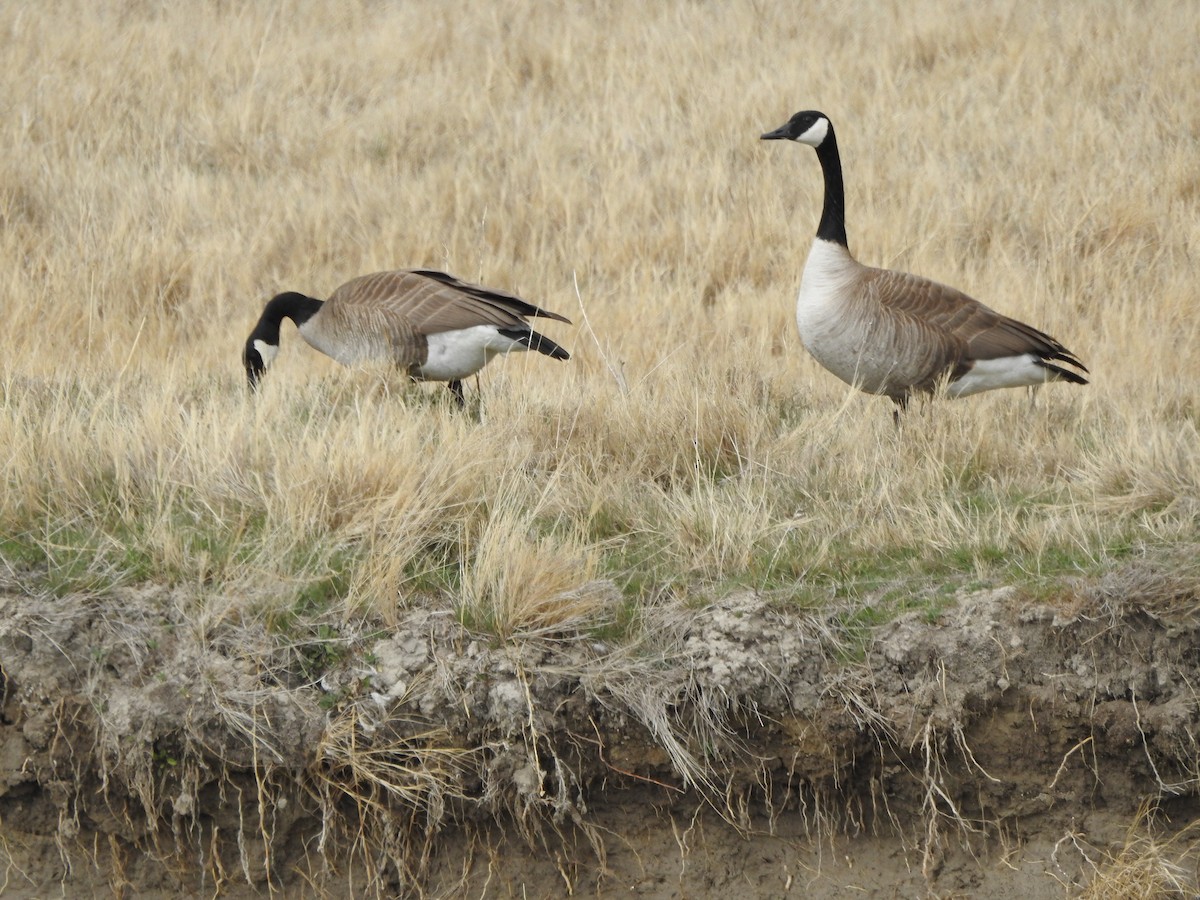 Canada Goose - ML217803701