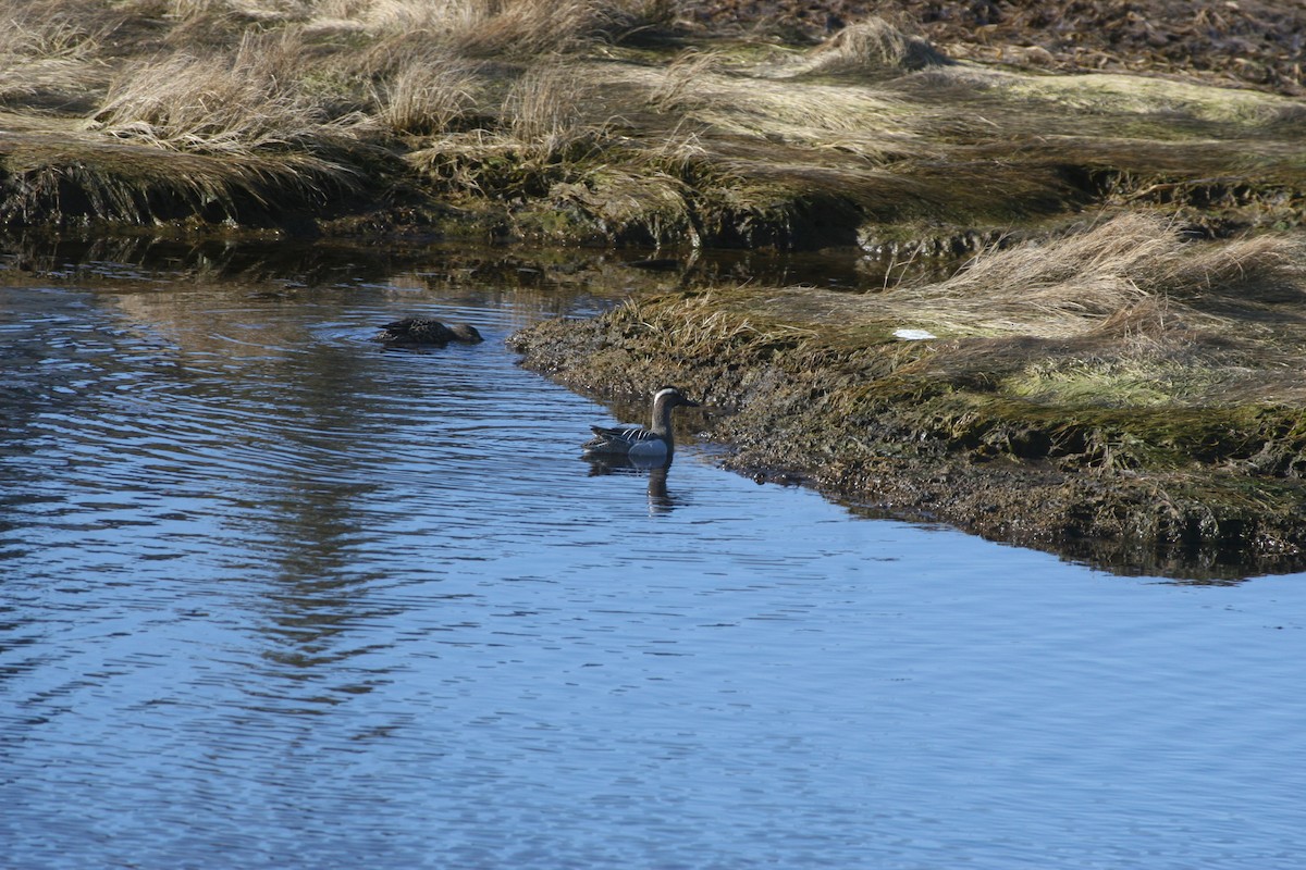 Garganey - ML217804321