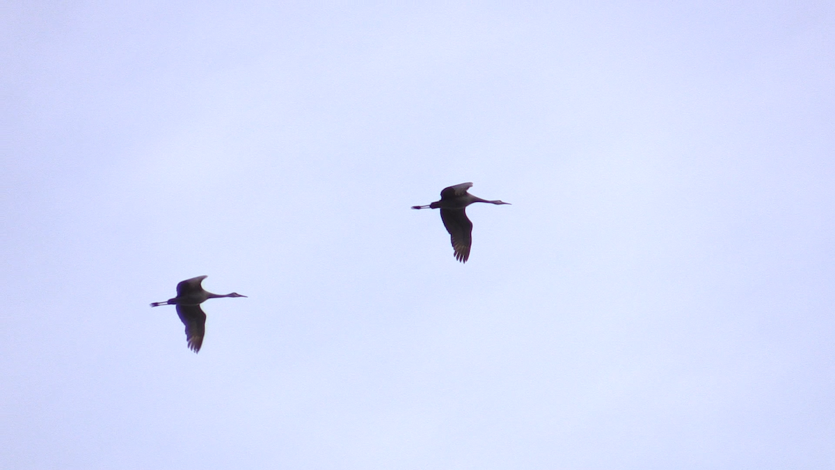 jeřáb kanadský - ML217804671