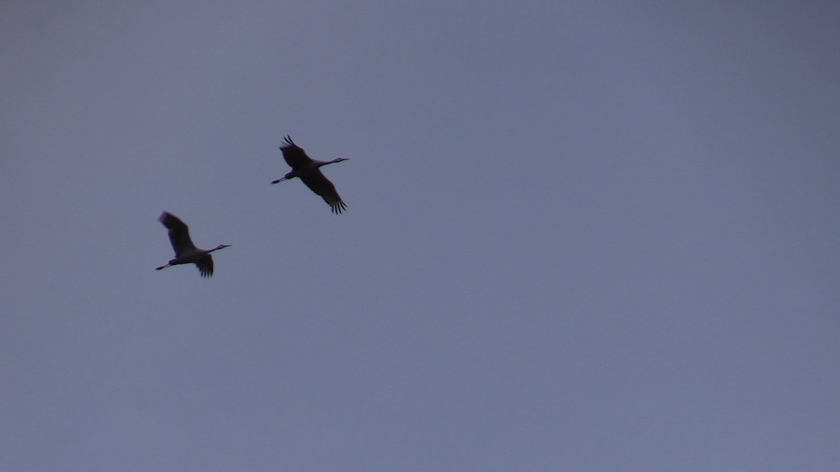 jeřáb kanadský - ML217804691