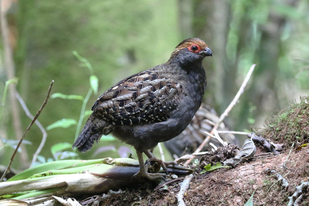 Spot-winged Wood-Quail - ML217806221