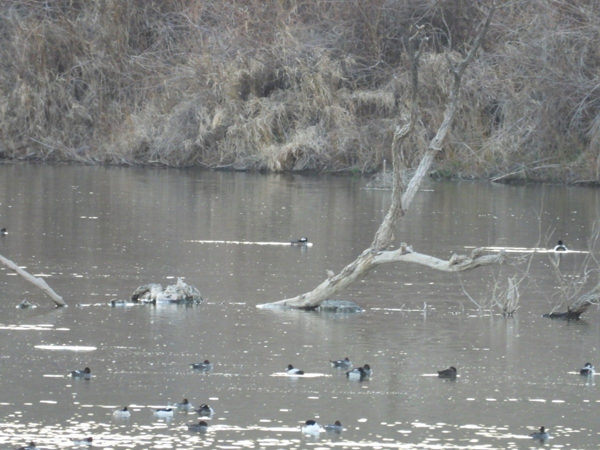 Hooded Merganser - ML217809791