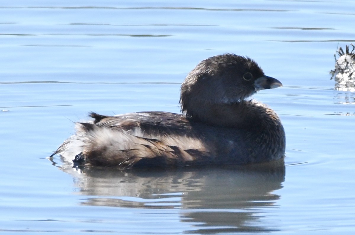 Pied-billed Grebe - Cathryn Dippo