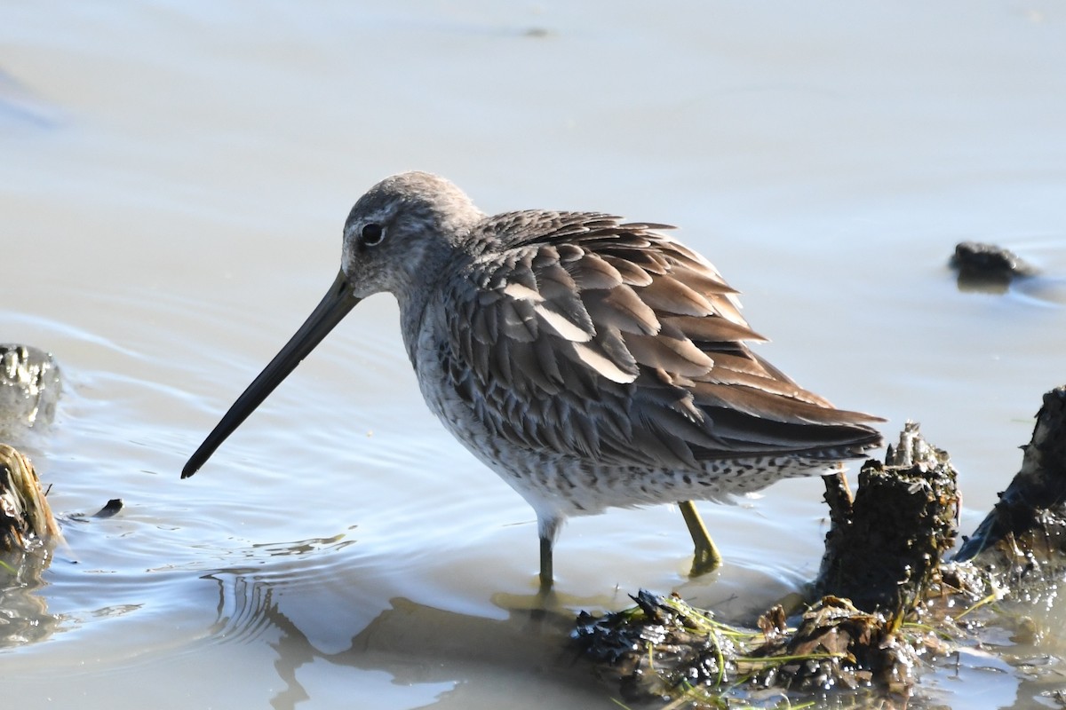 Long-billed Dowitcher - Cathryn Dippo