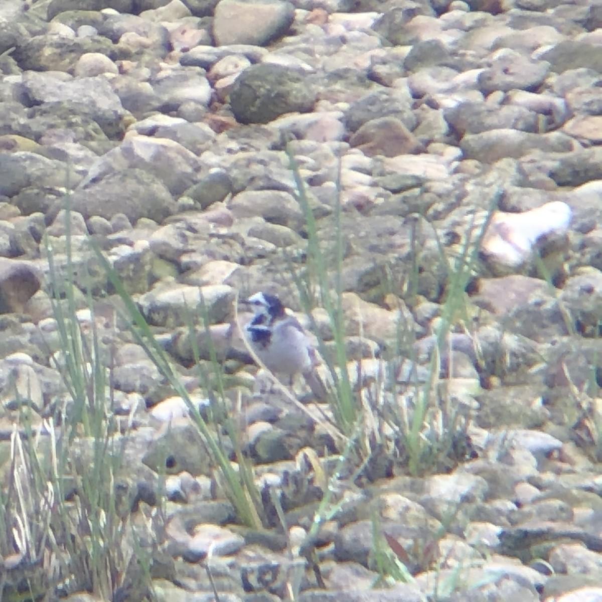 White Wagtail - ML217815401