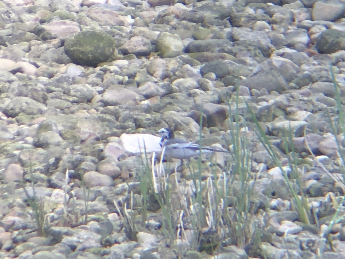 White Wagtail - ML217815411