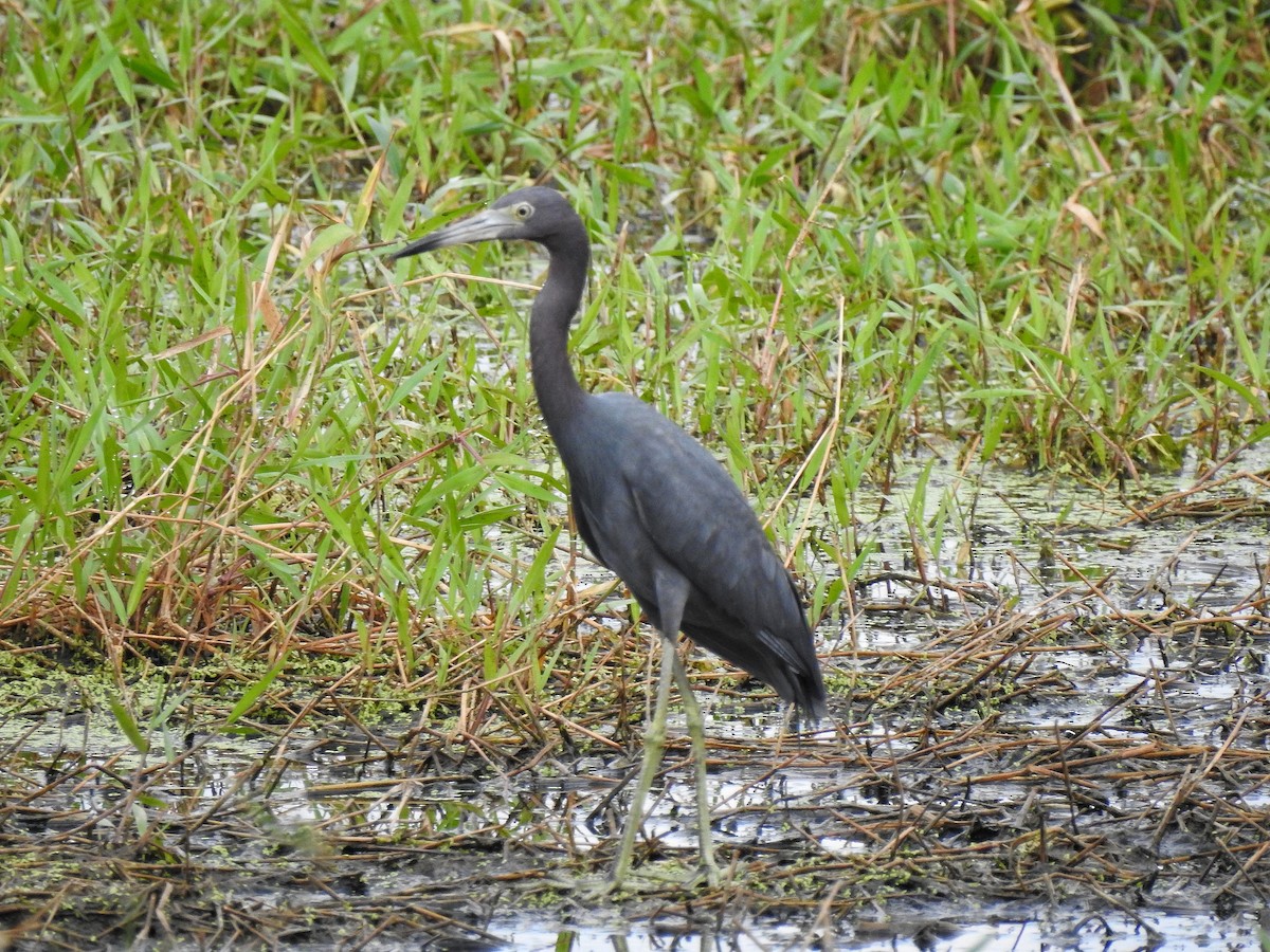 Little Blue Heron - ML217817171