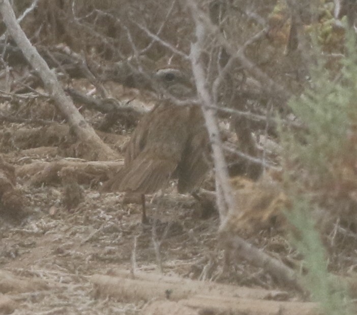 Song Sparrow - ML217817201