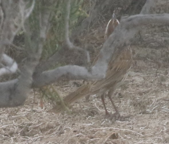 Song Sparrow - ML217817211