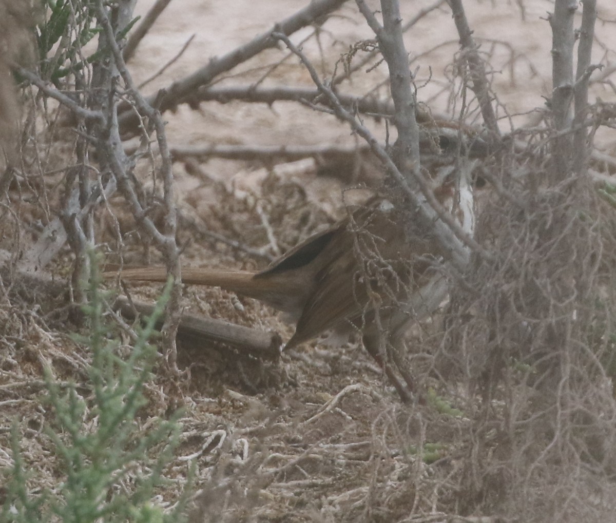 Song Sparrow - ML217817251