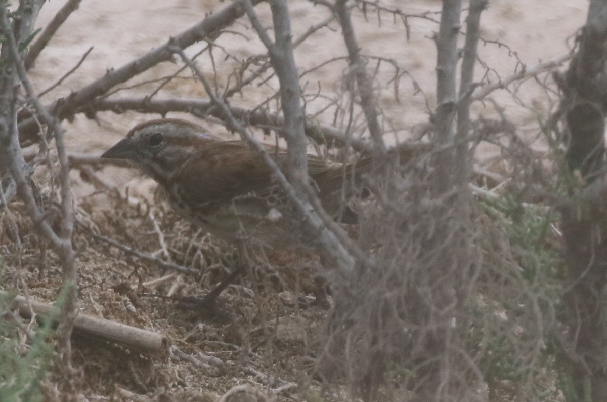 Song Sparrow - ML217817261