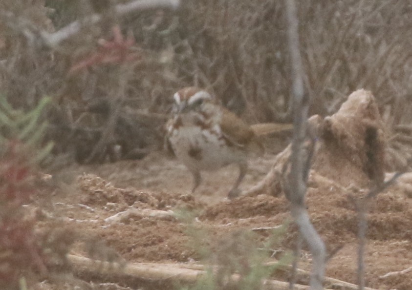 Song Sparrow - ML217817301