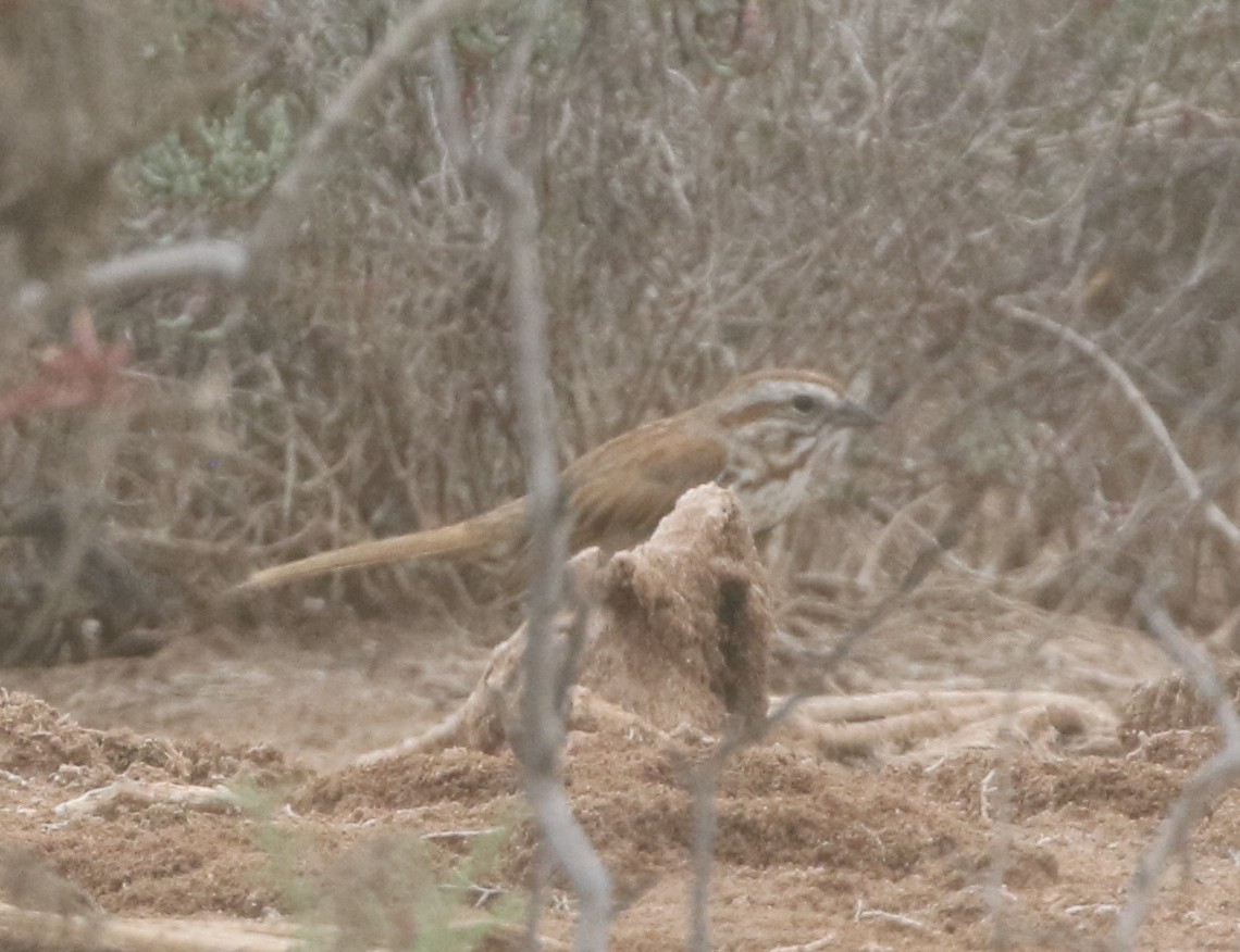 Song Sparrow - ML217817331
