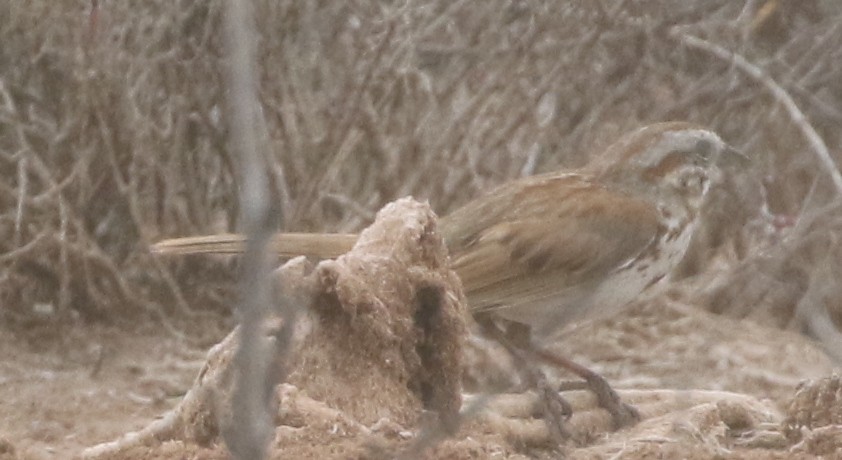 Song Sparrow - ML217817341
