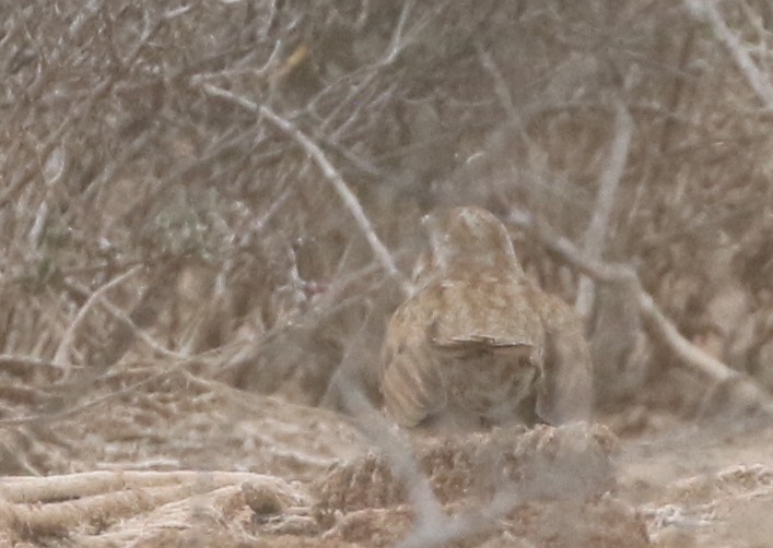 Song Sparrow - ML217817371