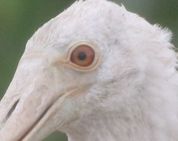 Mokozabal arrosa - ML217817841