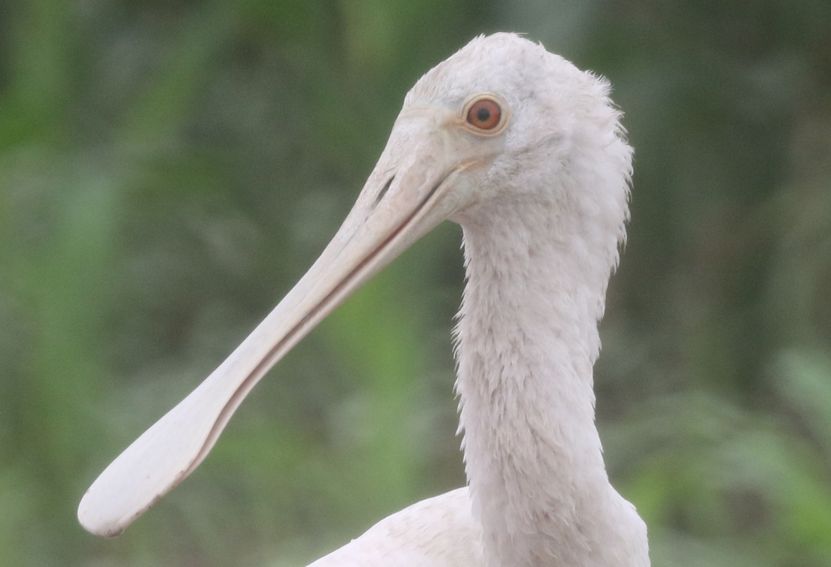 Mokozabal arrosa - ML217817891