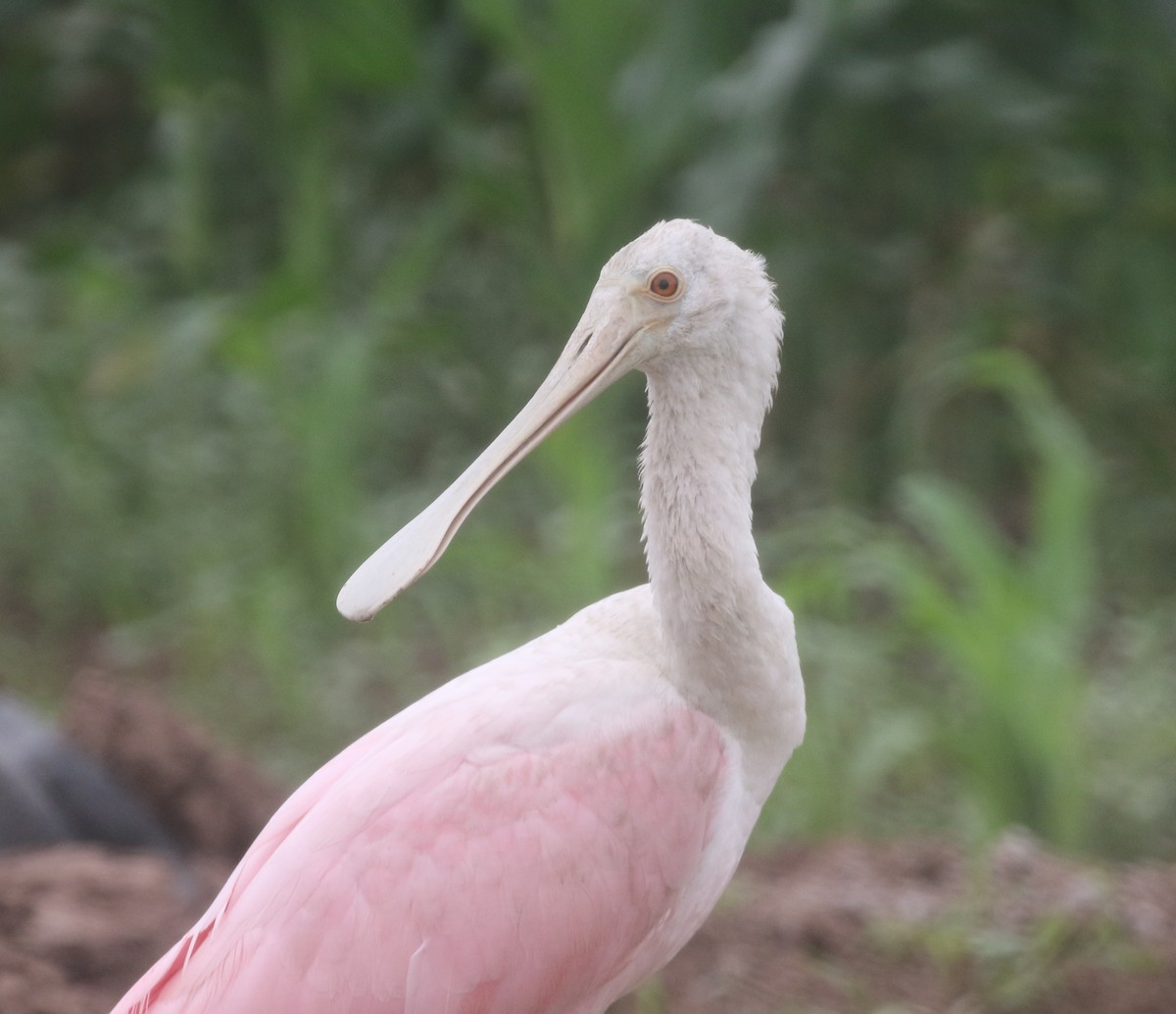 Mokozabal arrosa - ML217817931