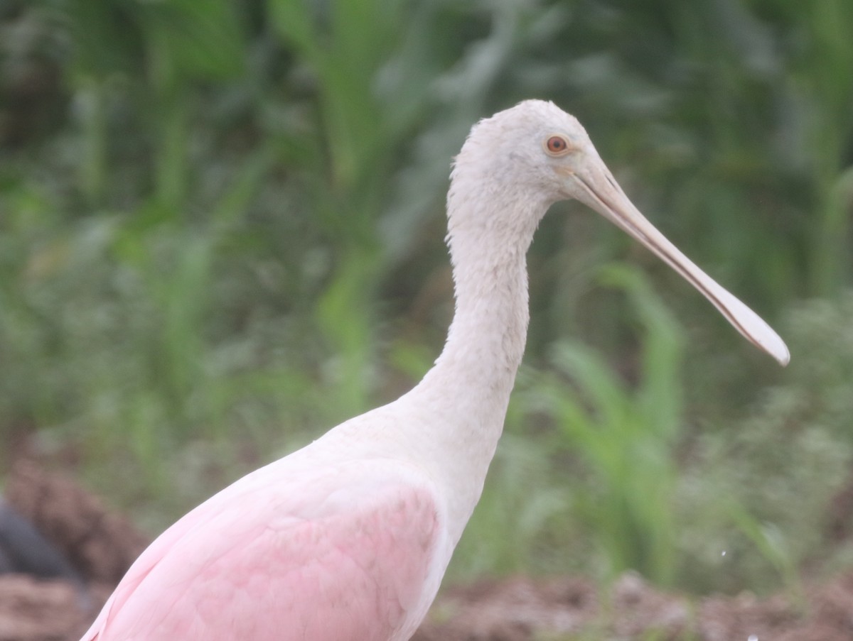 Mokozabal arrosa - ML217817951