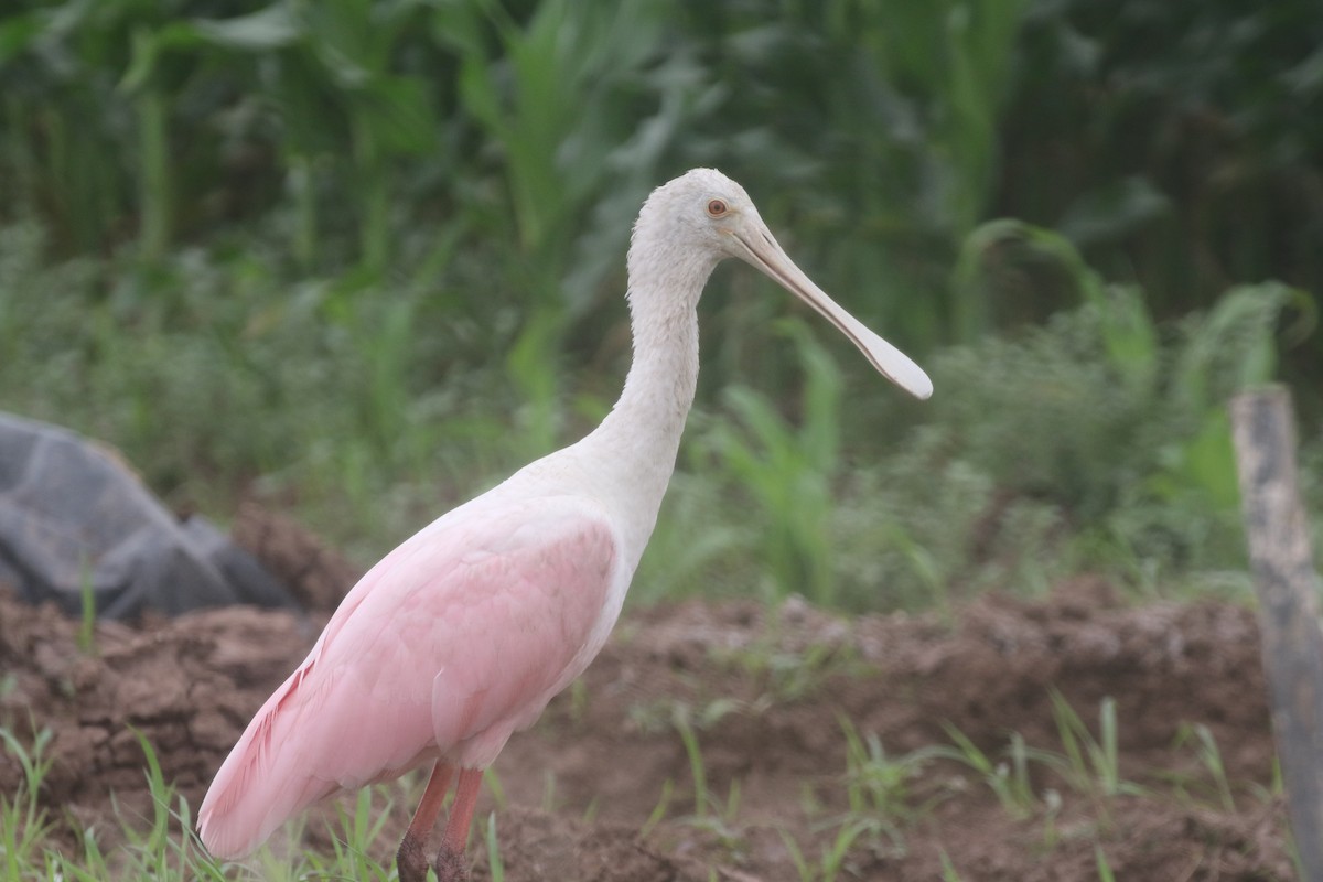 Mokozabal arrosa - ML217818001