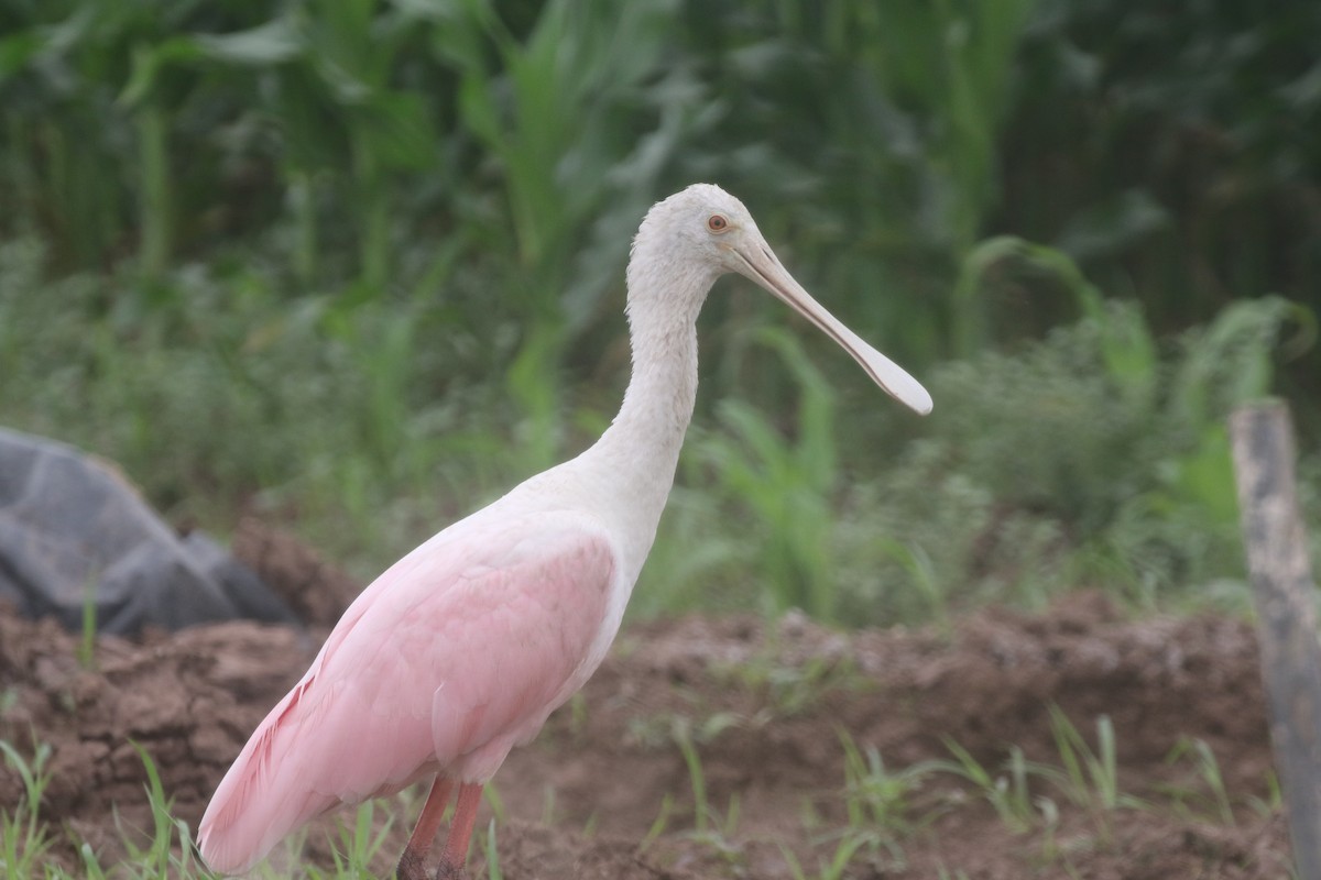 Mokozabal arrosa - ML217818011