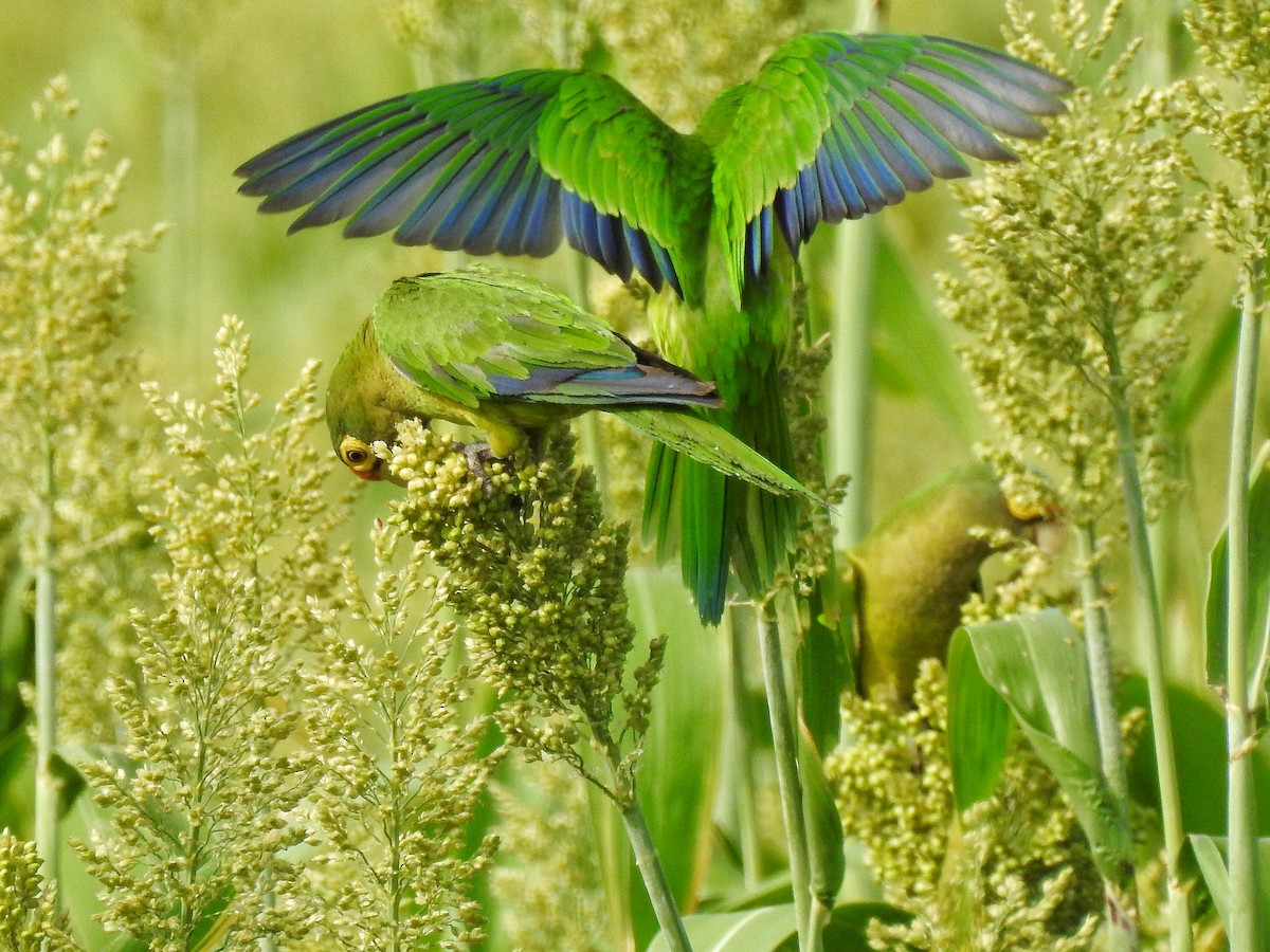 Orange-fronted Parakeet - Anonymous