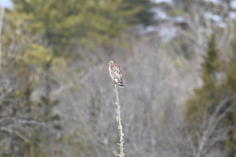 Red-shouldered Hawk - Tenzin  Jampa