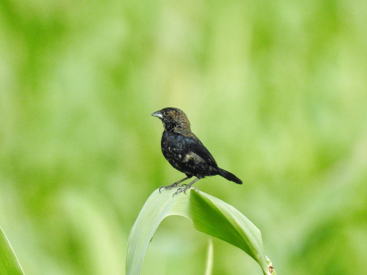 Blue-black Grassquit - ML217819741