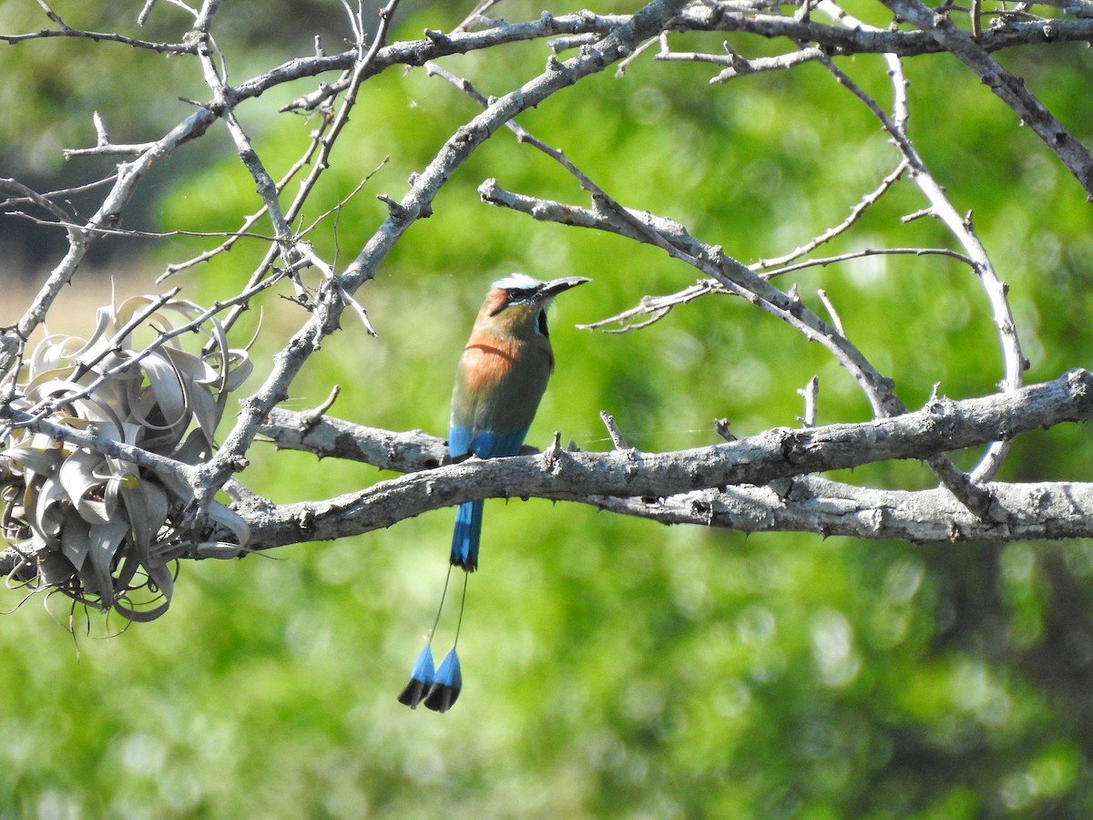 Turquoise-browed Motmot - ML217820461