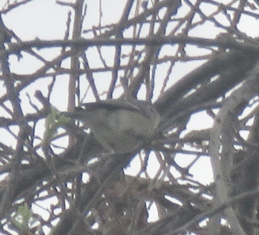 Plumbeous Vireo - ML217820791