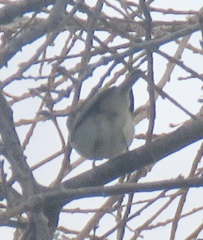 Plumbeous Vireo - ML217820891