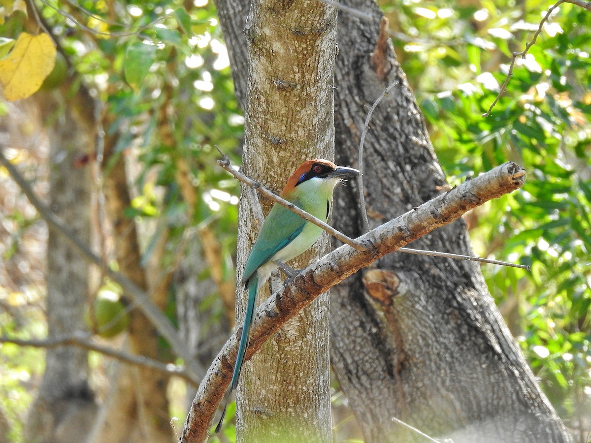 Russet-crowned Motmot - ML217821191