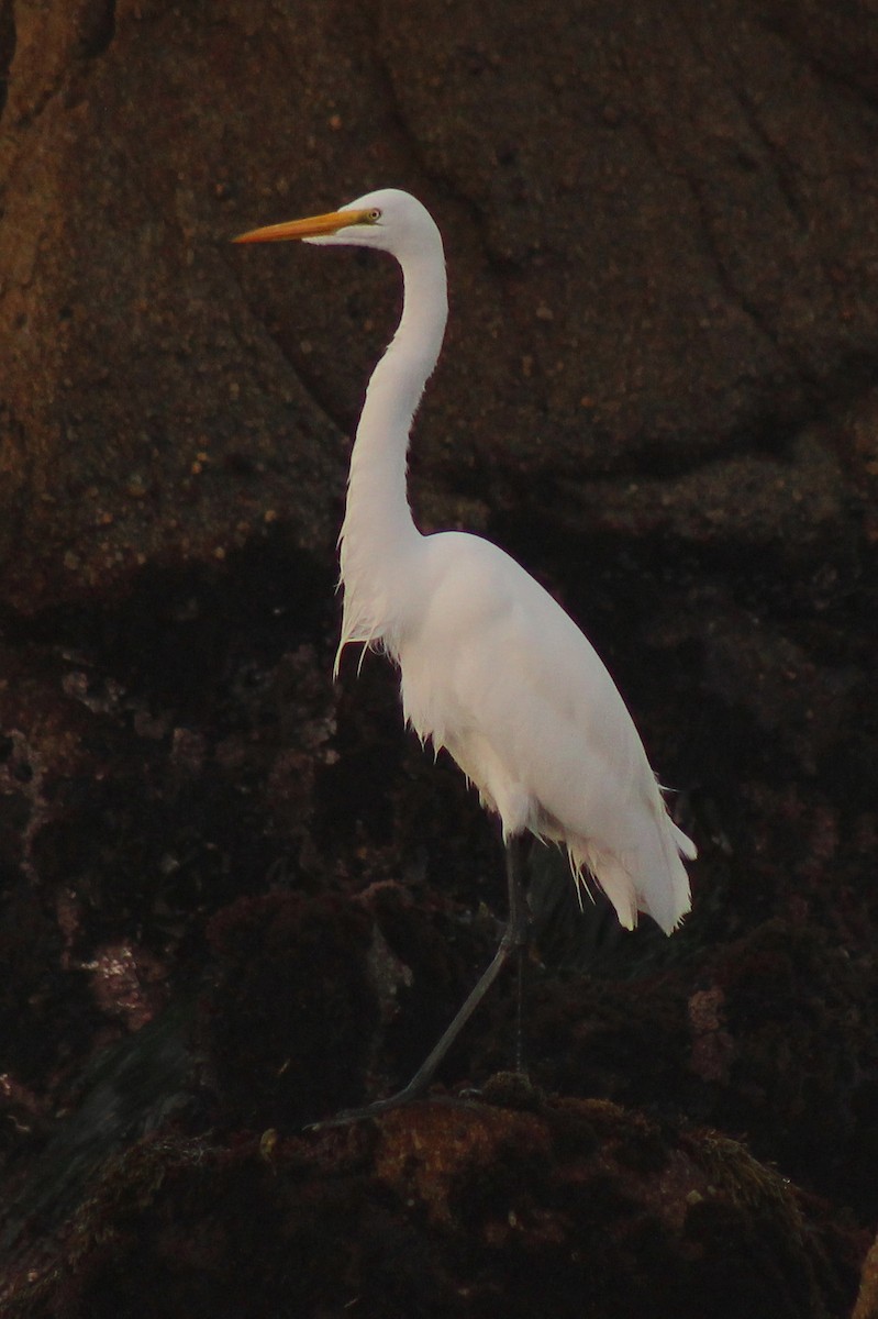 Great Egret - Paul Fenwick