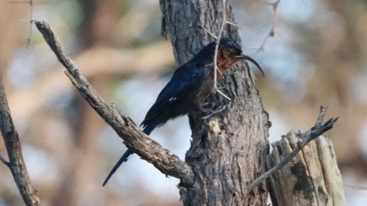 Common Scimitarbill - ML217821531