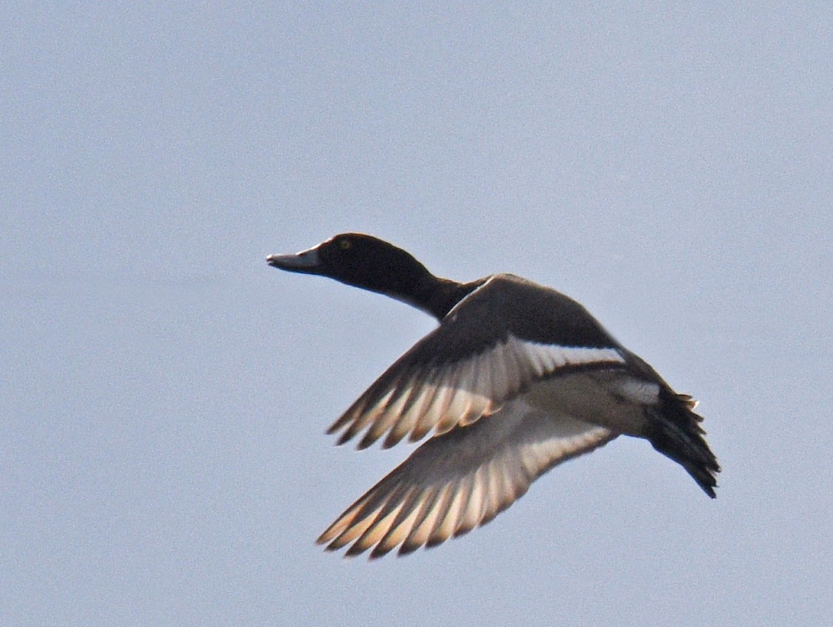 Ring-necked Duck x Lesser Scaup (hybrid) - Steven Mlodinow
