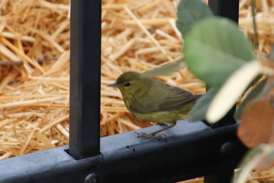 Orange-crowned Warbler - ML21782311